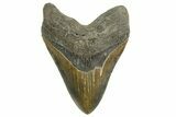 Serrated, Fossil Megalodon Tooth - North Carolina #328436-1